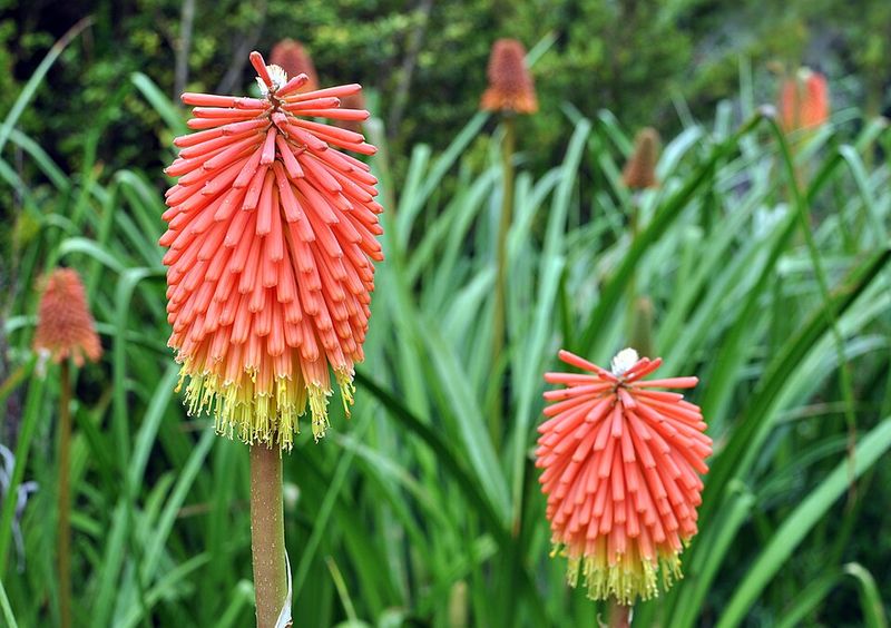Red Hot Poker