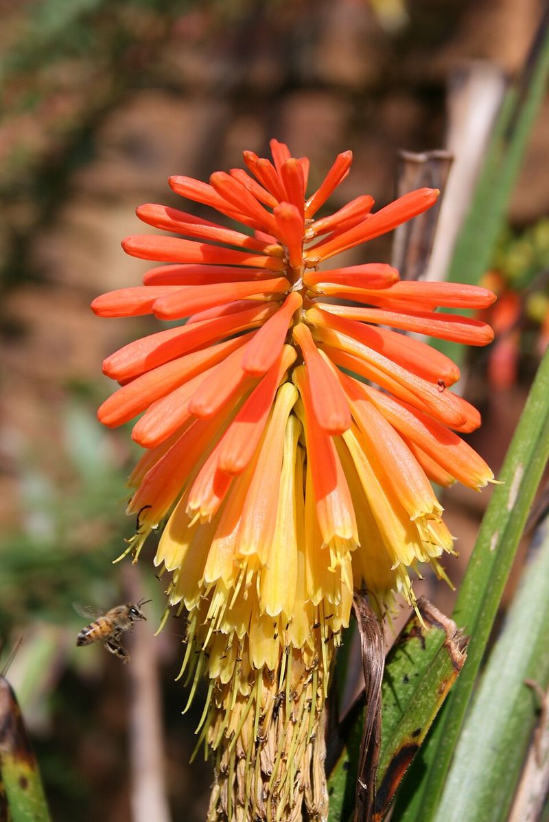 Red Hot Poker
