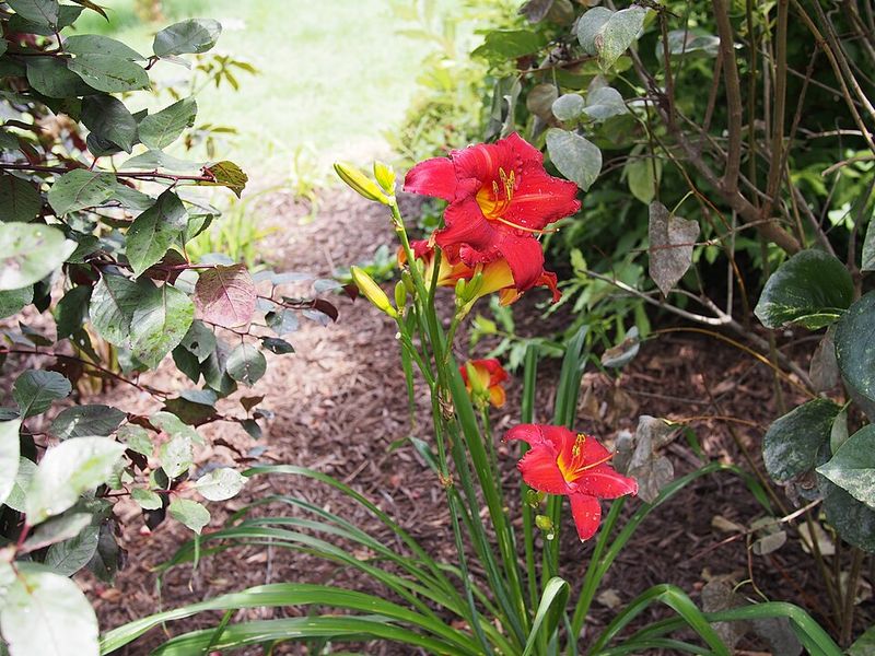 Red Daylily
