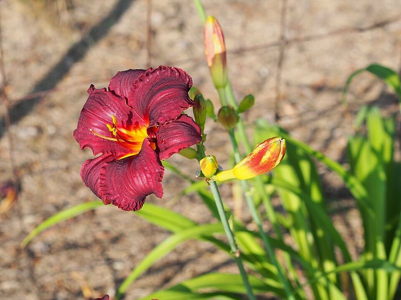 Red Daylily