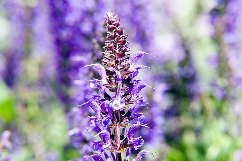 May Night Salvia