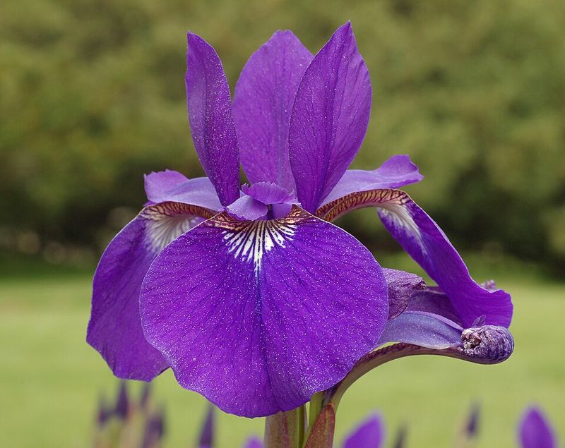 Siberian Iris
