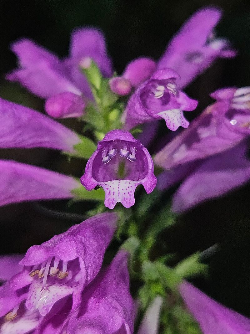 Obedient Plant