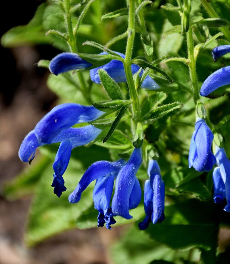 Meadow Sage