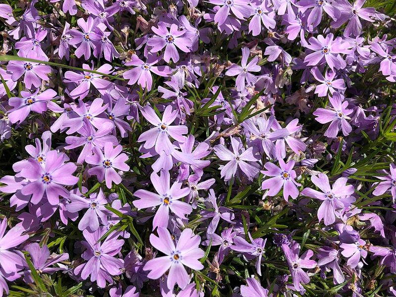 Creeping Phlox