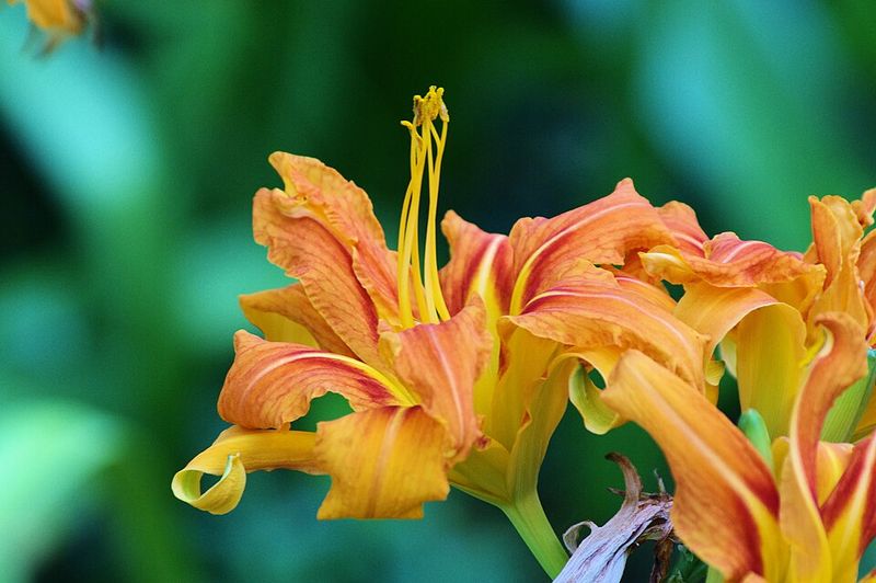 Orange Daylily
