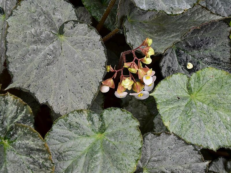 Rex Begonia