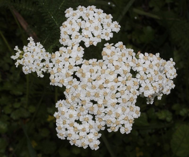 Yarrow