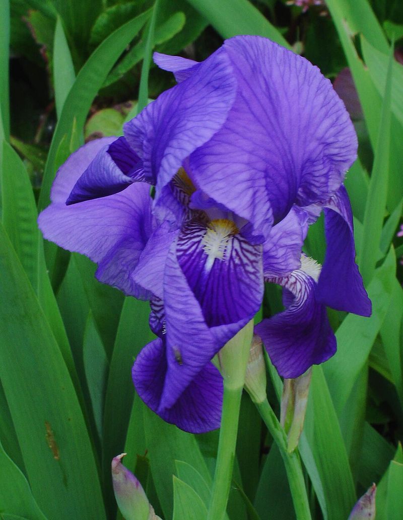 Bearded Iris