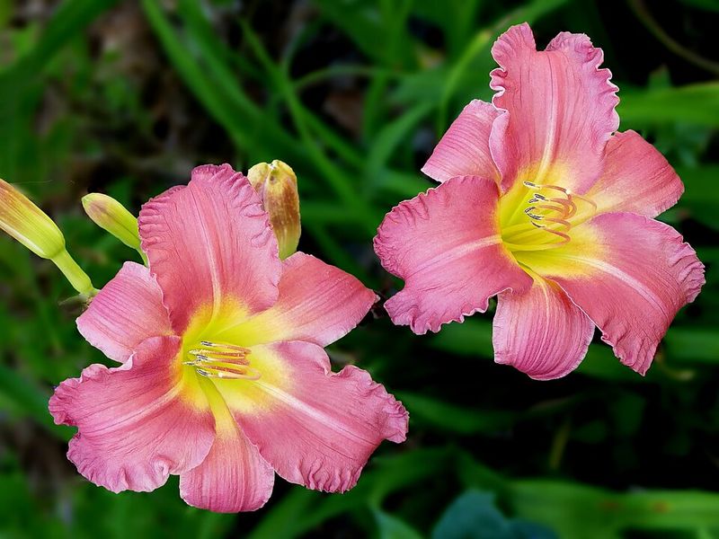 Daylily