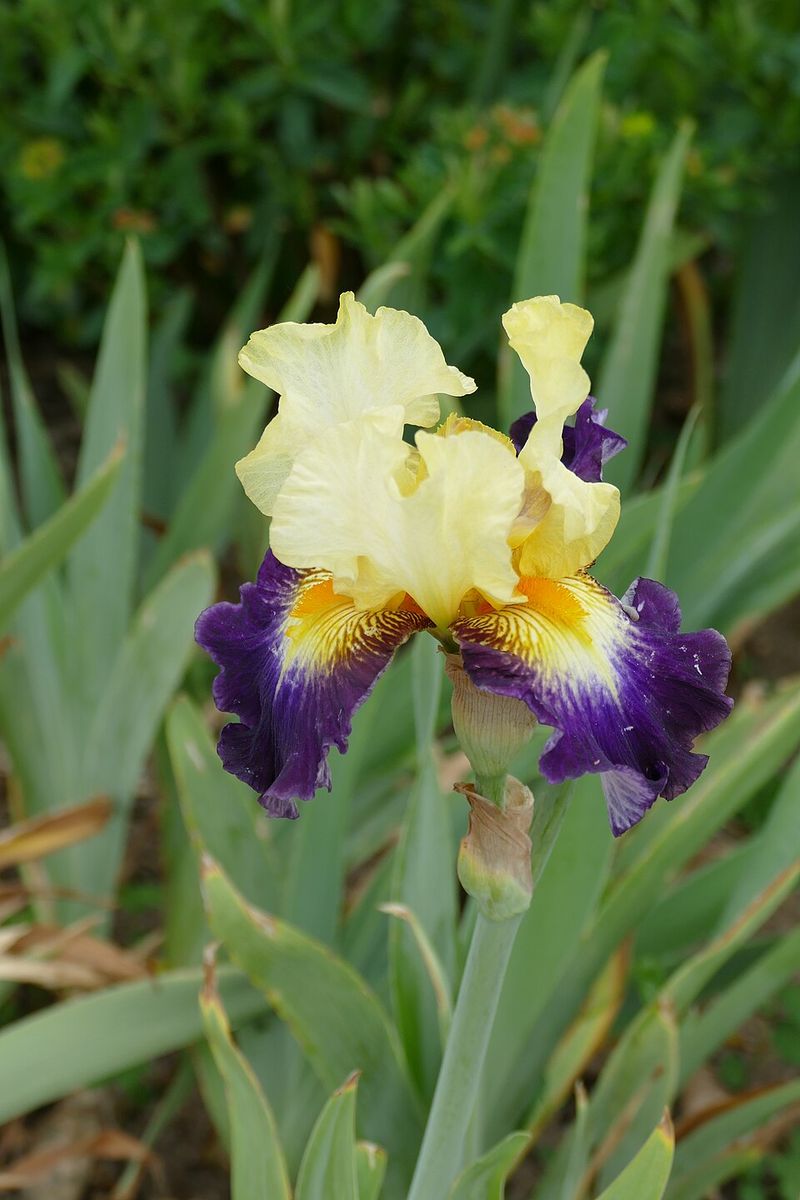 Bearded Iris