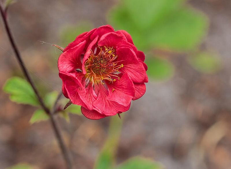 Geum 'Totally Tangerine'