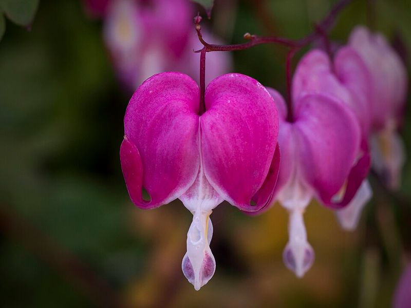 Bleeding Heart