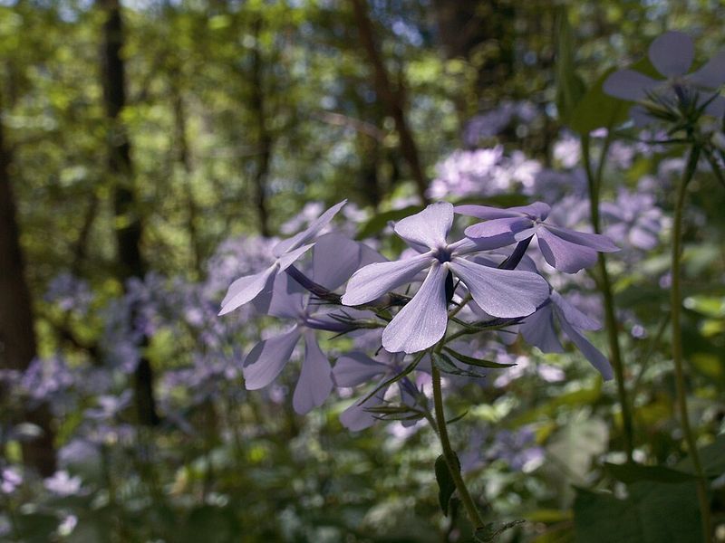 Woodland Phlox