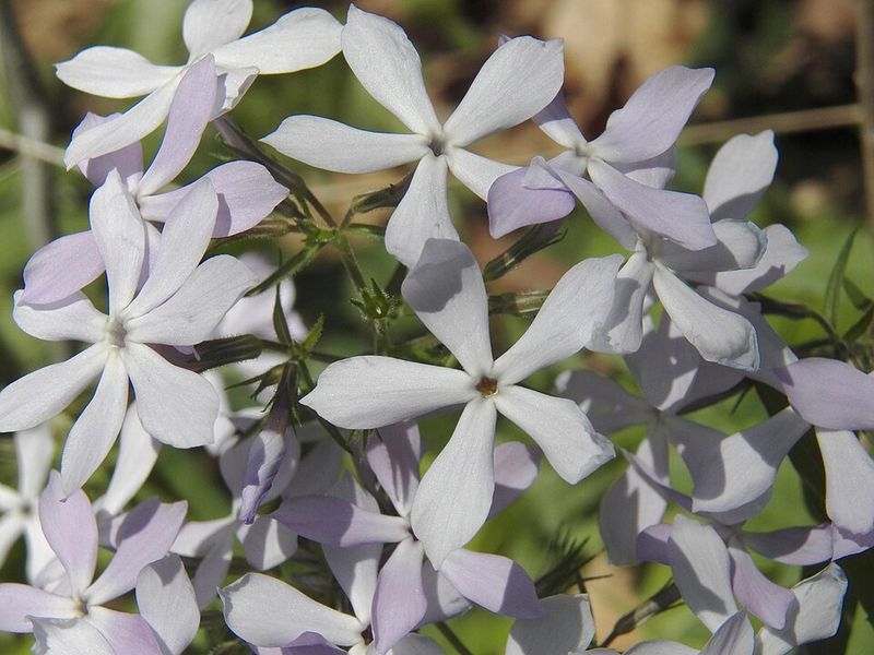Woodland Phlox