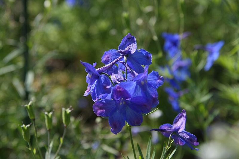 Delphinium 'Blue Butterfly'