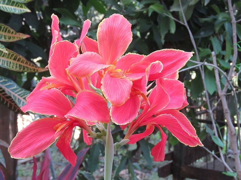 Canna Lily