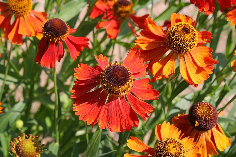 Helenium 'Moerheim Beauty'