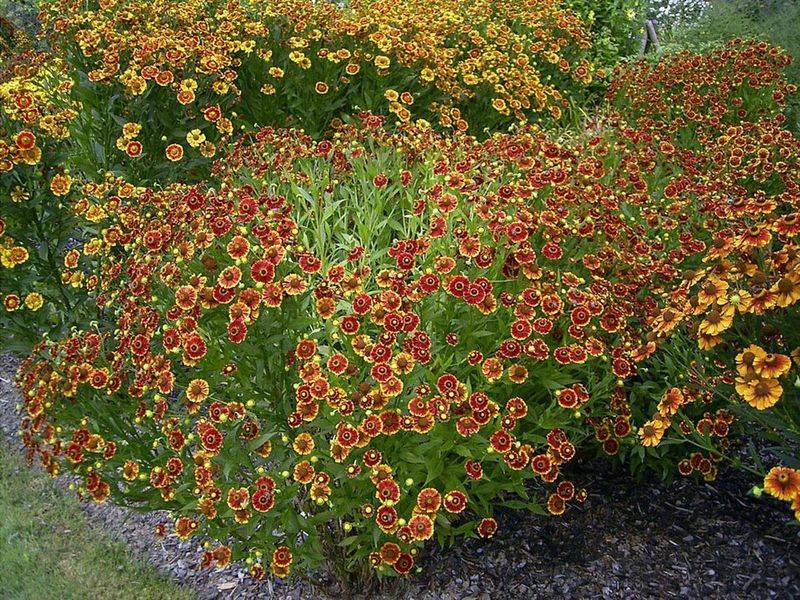 Helenium