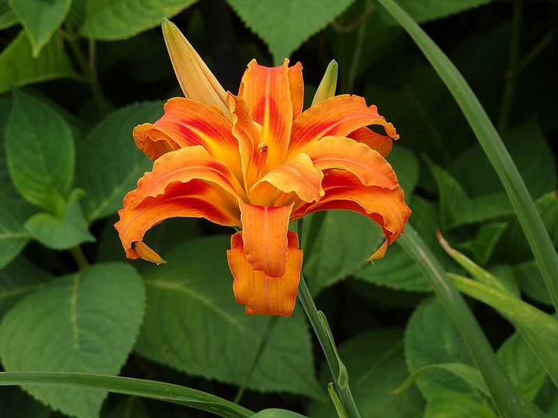 Orange Daylily