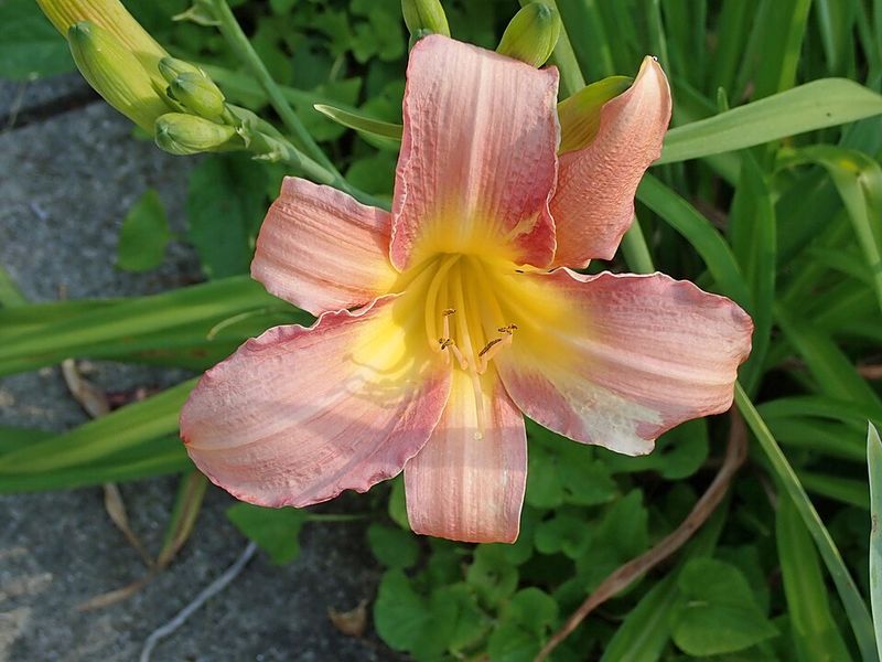 Daylily 'Coral Majority'