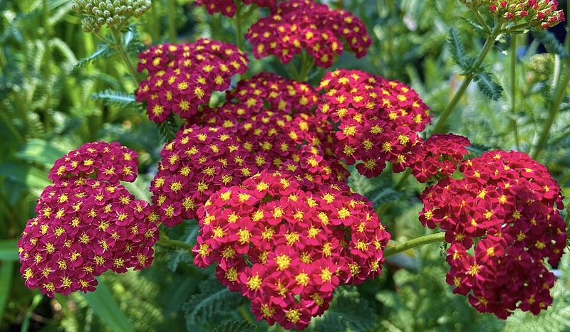 Red Yarrow