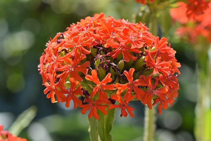 Maltese Cross