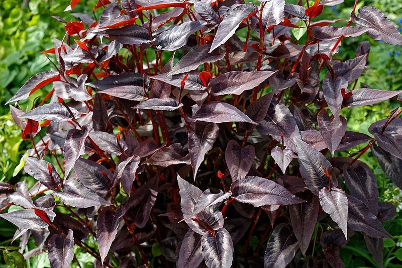 Persicaria microcephala 'Red Dragon'