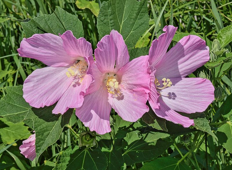 Rose Mallow Hibiscus