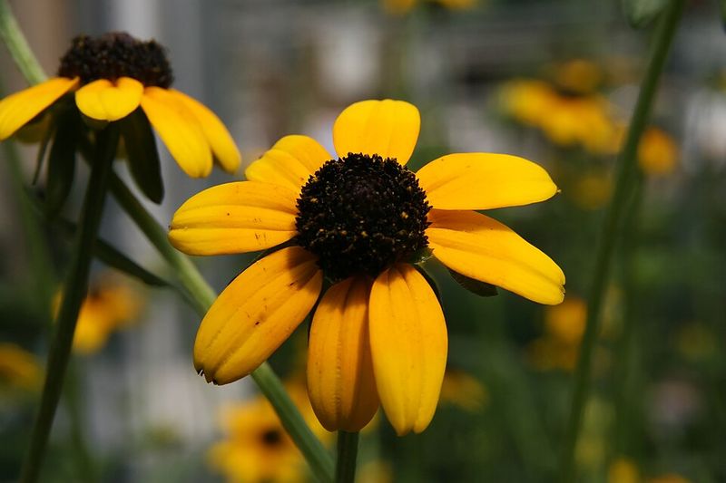 Orange Coneflower