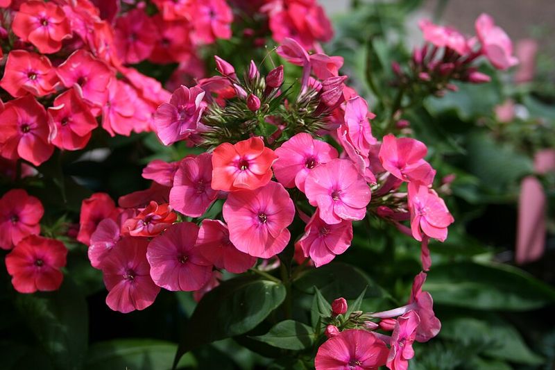Phlox 'Coral Flame'