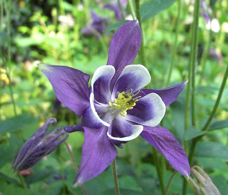 Columbine