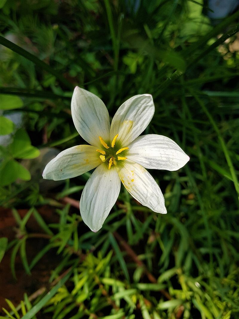 Rain Lily