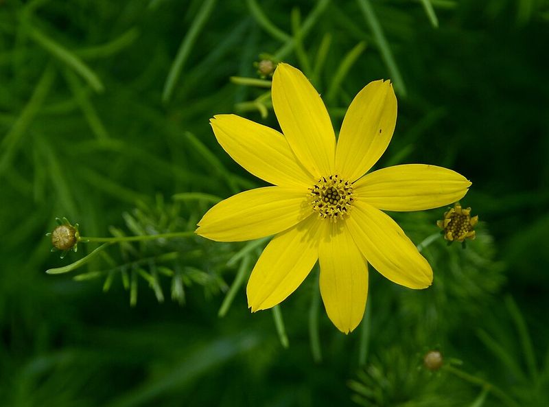 Tickseed