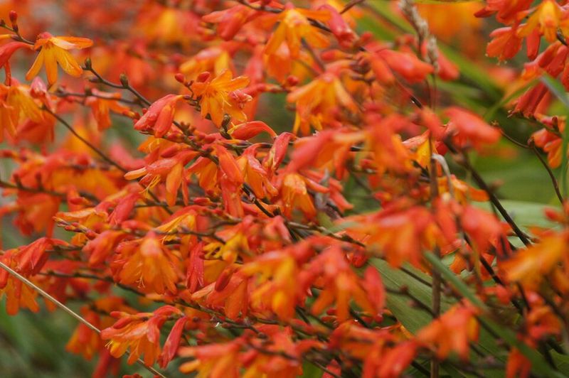 Crocosmia