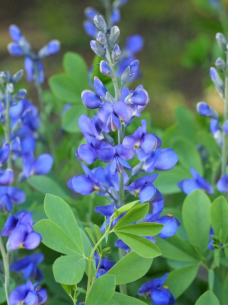 Blue False Indigo