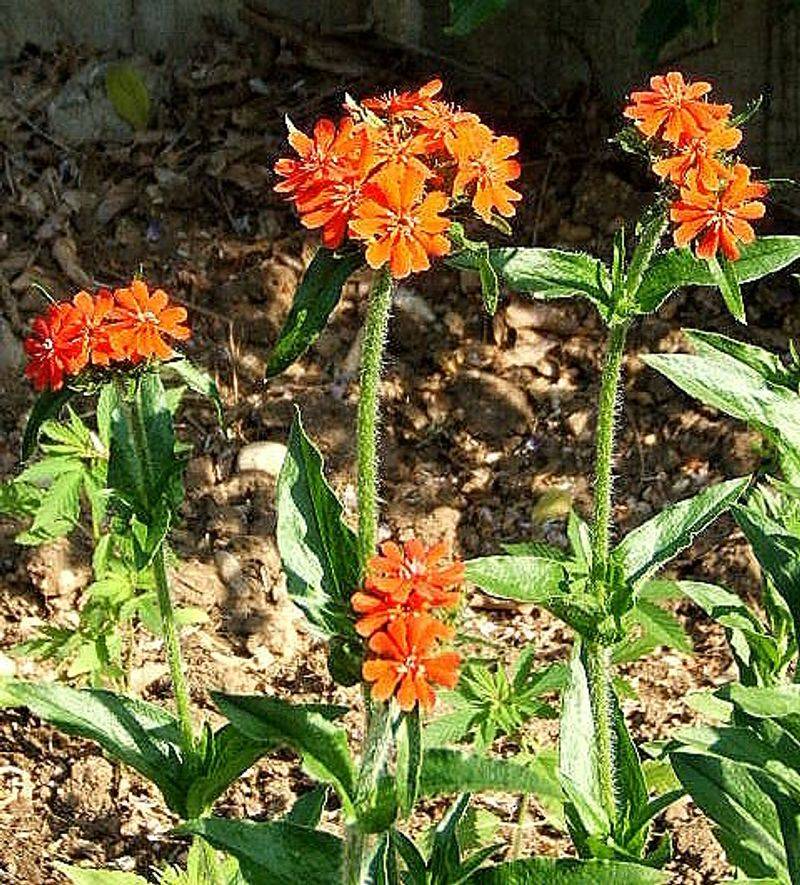 Maltese Cross