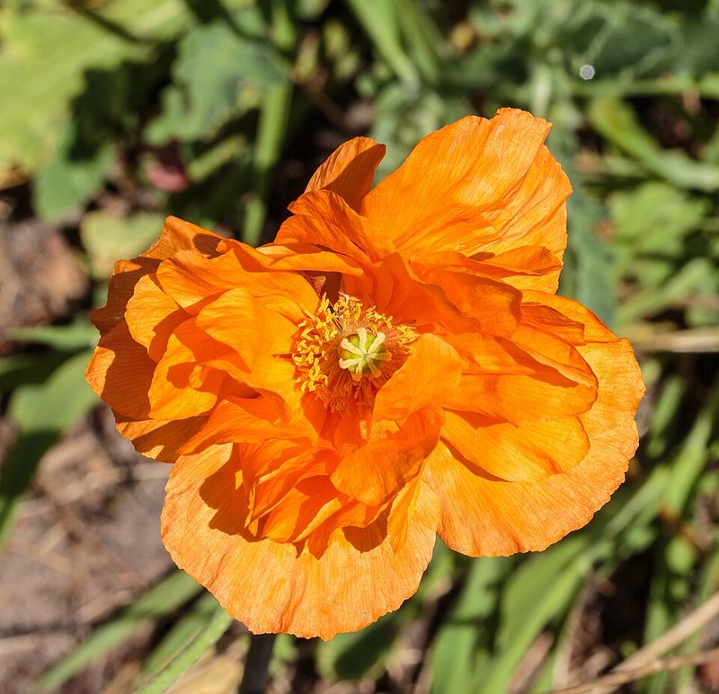Oriental Poppy