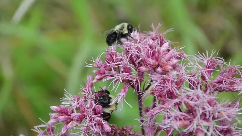 Joe Pye Weed