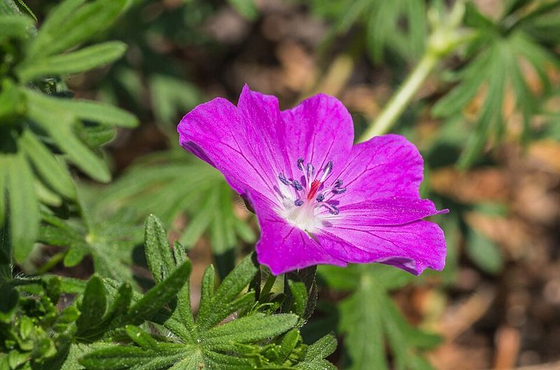 Geranium sanguineum