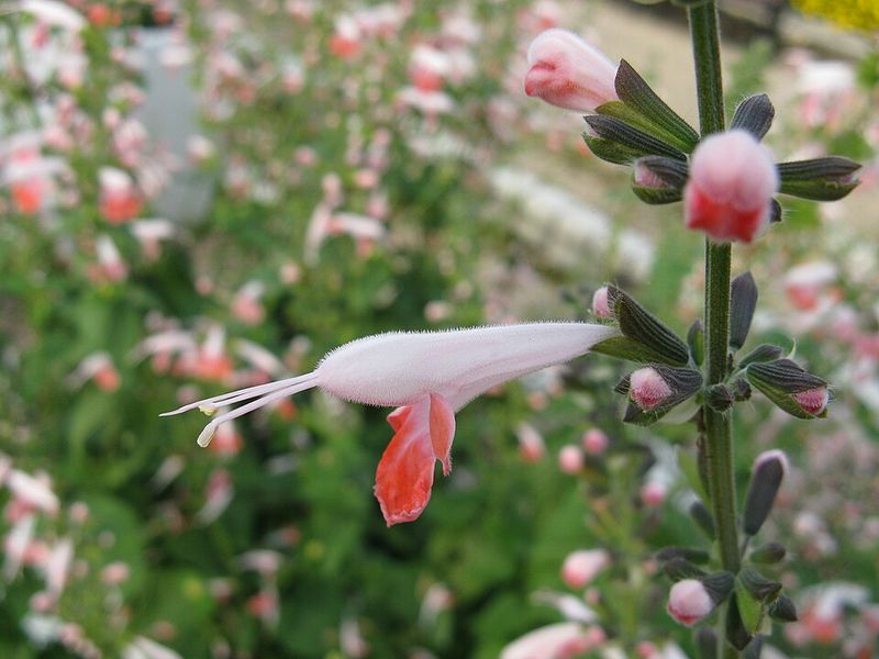 Salvia coccinea 'Coral Nymph'