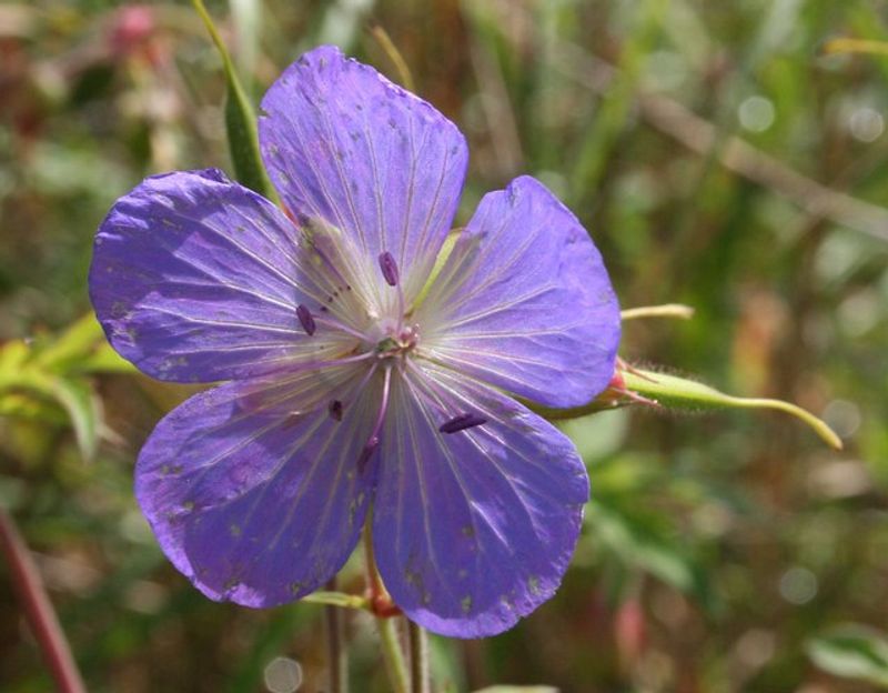 Geranium pratense