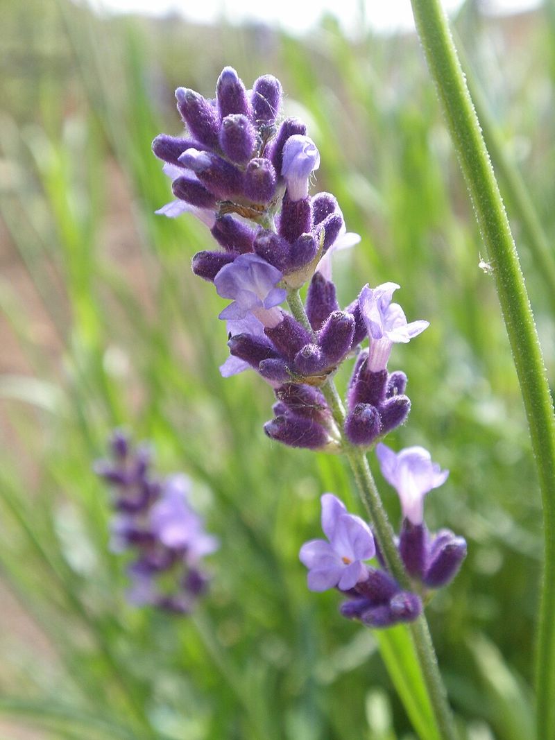 Hidcote Lavender