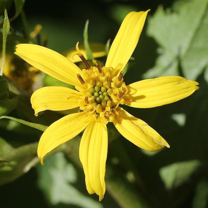 Ligularia