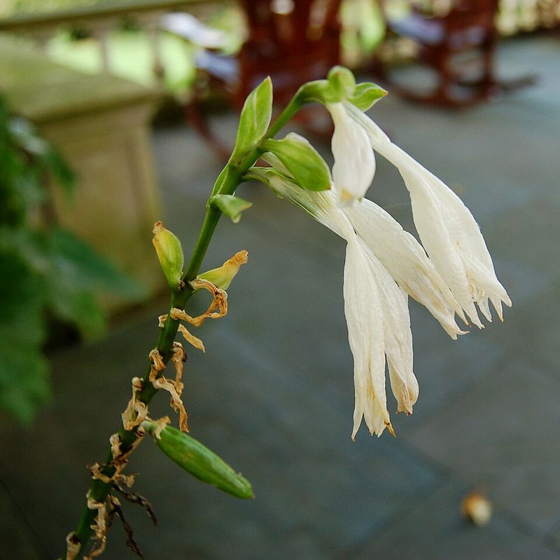 Hosta 'Royal Standard'
