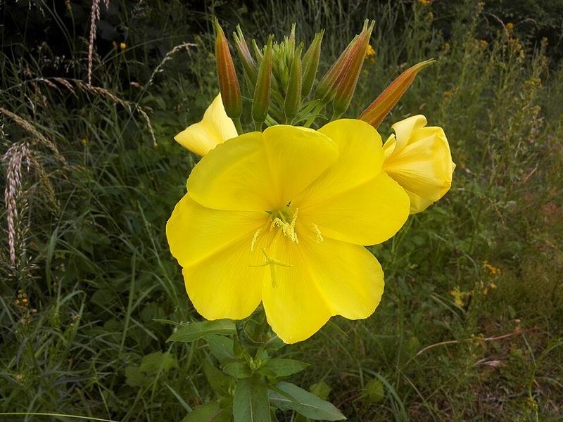 Sundrops