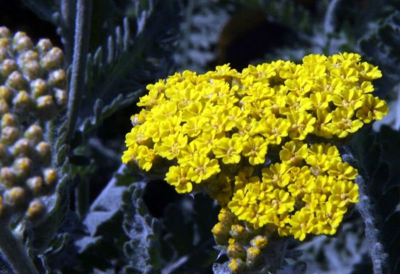 Moonshine Yarrow
