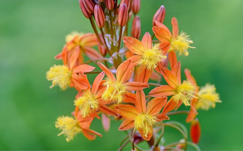 Orange Bulbine