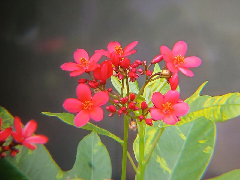 Peregrina Jatropha