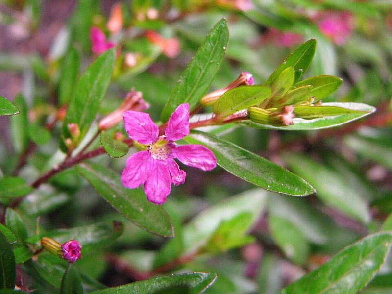 Mexican Heather